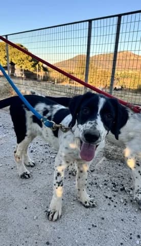 Tzoi (Τζόι), puppy Mixed Breed for adoption at Dogs Voice, Athens