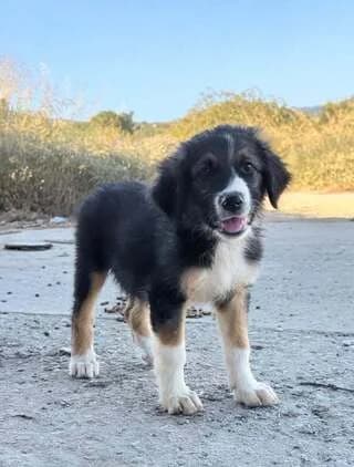 Marley, male puppy Mixed Breed for adoption at Dogs Voice, Athens