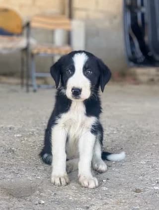 Argos (Αργος), male puppy Mixed Breed for adoption at Dogs Voice, Athens