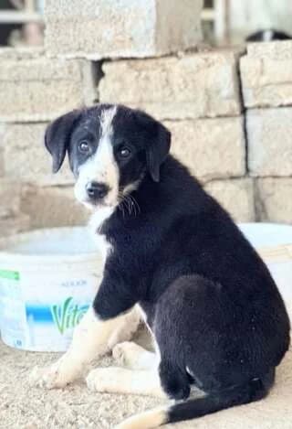 Lio (Λιο), male puppy Mixed Breed for adoption at Dogs Voice, Athens