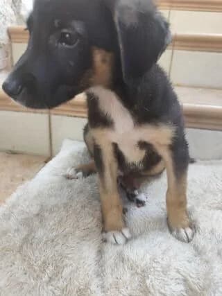 Mpeni (Μπενη), male puppy Mixed Breed for adoption at Dogs Voice, Athens