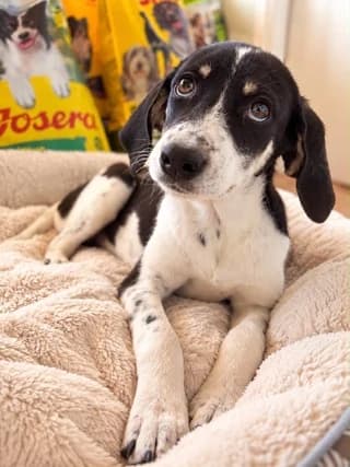 Gioyli (Γιούλη), female puppy Mixed Breed for adoption at Dogs Voice, Athens