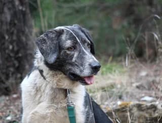 KOYPER (ΚΟΥΠΕΡ), male 3yo Mixed Breed for adoption at Dogs Voice, Athens