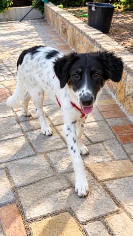 Layla, female puppy Mixed Breed for adoption at Dogs Voice, Athens