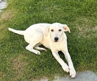 LILI (ΛΙΛΗ), female puppy Mixed Breed for adoption at Dogs Voice, Athens