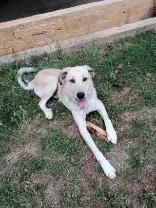 Bobby, male 7yo Mixed Breed for adoption at Dogs Voice, Athens