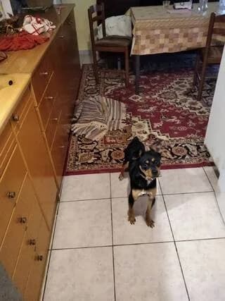 Dias (Δίας), male young Mixed Breed for adoption at Dogs Voice, Athens