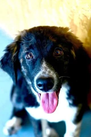 Zinovia (Ζηνοβία), female puppy Mixed Breed for adoption at Dogs Voice, Athens