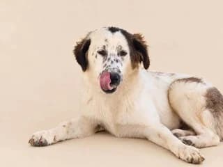 Snoypy (Σνουπυ), male puppy Mixed Breed for adoption at Dogs Voice, Athens
