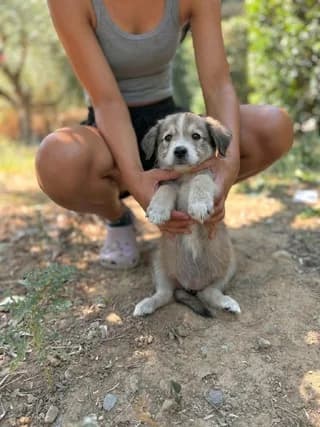 Stella (Στέλλα), female puppy Mixed Breed for adoption at Dogs Voice, Athens