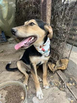 Mark, male puppy Mixed Breed for adoption at Dogs Voice, Athens