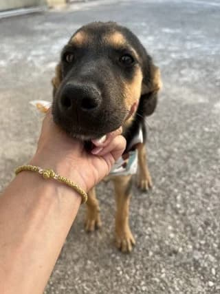 Carmen, female puppy Mixed Breed for adoption at Dogs Voice, Athens