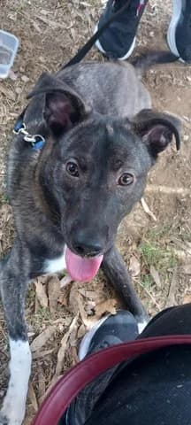 Zoro (Ζόρο), male young Mixed Breed for adoption at Dogs Voice, Athens