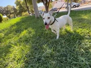 Gisele, female 3yo Mixed Breed for adoption at Dogs Voice, Athens
