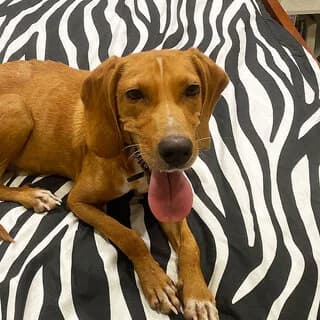 Mpaki (Μπάκι), male young Mixed Breed for adoption at Dogs Voice, Athens