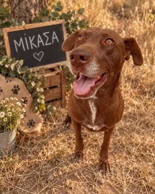 Mikasa (Μικασα), female 7yo Mixed Breed for adoption at Dogs Voice, Athens