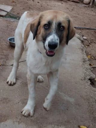 PARIS (ΠΑΡΗΣ), male puppy Mixed Breed for adoption at Dogs Voice, Athens