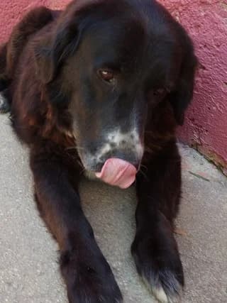 MPELLA (ΜΠΕΛΛΑ), female 3yo Mixed Breed for adoption at Dogs Voice, Athens