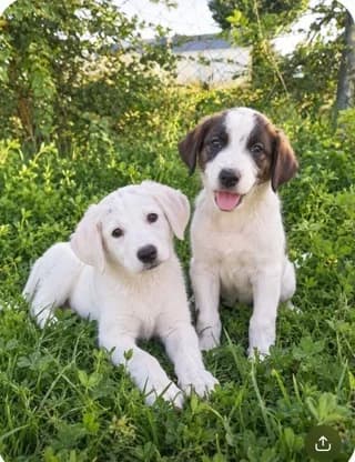 I ntropali (Η ντροπαλή), female puppy Mixed Breed for adoption at Dogs Voice, Athens