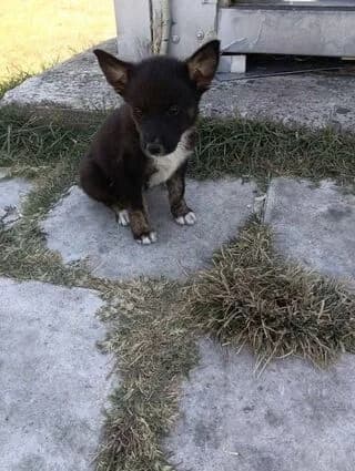 I tsachpina (Η τσαχπινα), female puppy Mixed Breed for adoption at Dogs Voice, Athens