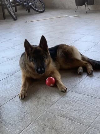 Loysi (Λούσι), female 3yo Mixed Breed for adoption at Dogs Voice, Athens