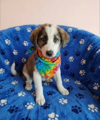 Romeo (Ρομέο), male puppy Mixed Breed for adoption at Dogs Voice, Athens