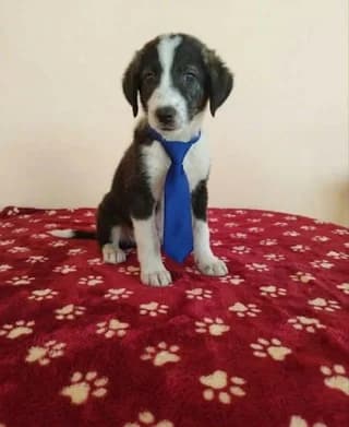 Όskar (Όσκαρ), male puppy Mixed Breed for adoption at Dogs Voice, Athens