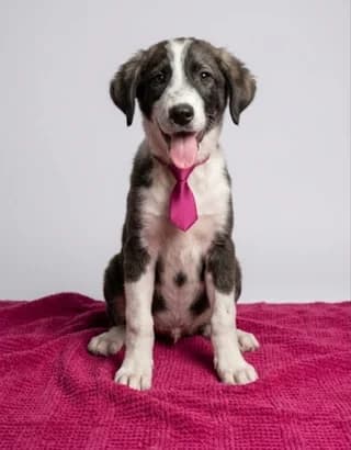 Όskar (Όσκαρ), male puppy Mixed Breed for adoption at Dogs Voice, Athens