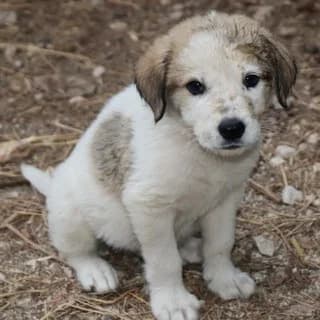 Richard, male puppy Mixed Breed for adoption at Dogs Voice, Athens