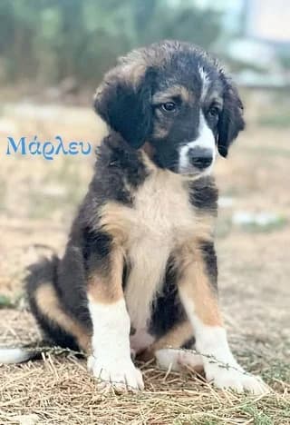 Marley, male puppy Mixed Breed for adoption at Dogs Voice, Athens