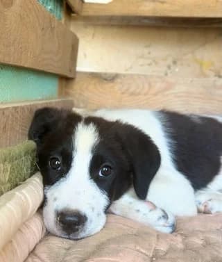 Loyi (Λουη), male puppy Mixed Breed for adoption at Dogs Voice, Athens