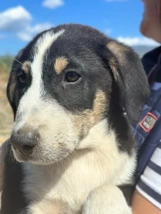 Ektoras (Εκτορας), male puppy Mixed Breed for adoption at Dogs Voice, Athens