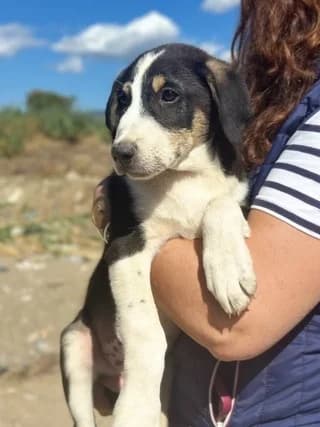 Ektor (Εκτορ), male puppy Mixed Breed for adoption at Dogs Voice, Athens