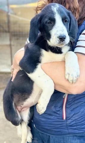 Loyna (Λουνα), female puppy Mixed Breed for adoption at Dogs Voice, Athens