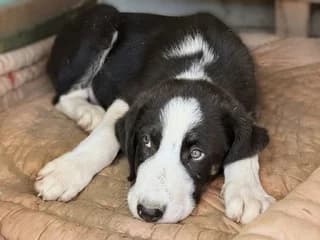 Argos (Αργος), male puppy Mixed Breed for adoption at Dogs Voice, Athens