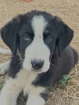 Argos (Αργος), male puppy Mixed Breed for adoption at Dogs Voice, Athens