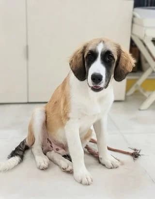 Panos (Πανος), female puppy Mixed Breed for adoption at Dogs Voice, Athens