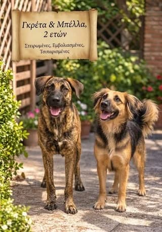 Gkreta- Mpella (Γκρέτα- Μπέλλα), female 3yo Mixed Breed for adoption at Dogs Voice, Athens
