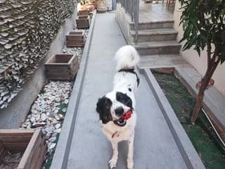 MIRA (ΜΗΡΑ), female 3yo Mixed Breed for adoption at Dogs Voice, Athens