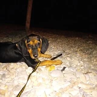 Bony, female puppy Mixed Breed for adoption at Dogs Voice, Athens