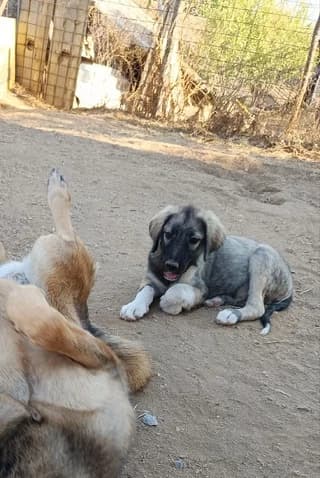 Iraklis (Ηρακλής), male puppy Mixed Breed for adoption at Dogs Voice, Athens