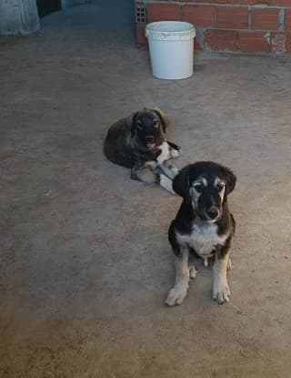 Thiseas (Θησέας), male puppy Mixed Breed for adoption at Dogs Voice, Athens
