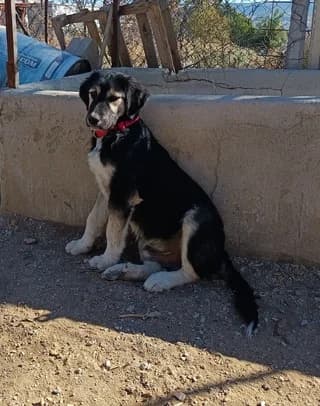 Thiseas (Θησέας), male puppy Mixed Breed for adoption at Dogs Voice, Athens