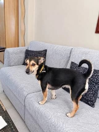 Melina (Μελίνα), female young Mixed Breed for adoption at Dogs Voice, Athens