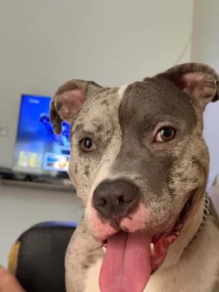 Kobe, male young Mixed Breed for adoption at Dogs Voice, Athens