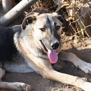 Toco, female puppy Mixed Breed for adoption at Dogs Voice, Athens