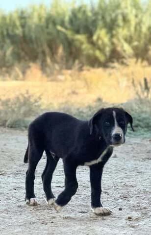 Nero, male puppy Mixed Breed for adoption at Dogs Voice, Athens
