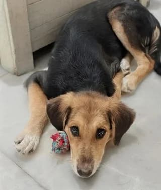 Karina, female puppy Mixed Breed for adoption at Dogs Voice, Athens
