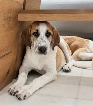 Alina (Αλίνα), female puppy Mixed Breed for adoption at Dogs Voice, Athens