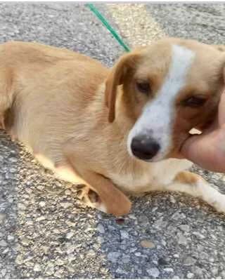 Kassy, female young Mixed Breed for adoption at Dogs Voice, Athens